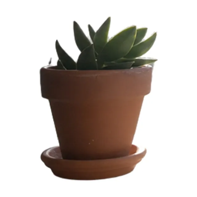 Succulent in a pot on white